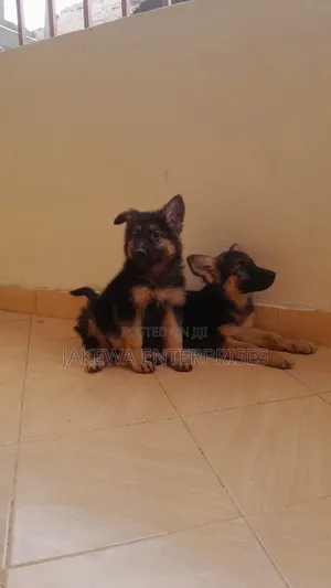 1-3 months Female Purebred German Shepherd