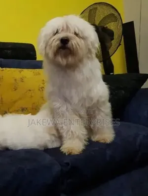 1+ year Male Purebred Havanese
