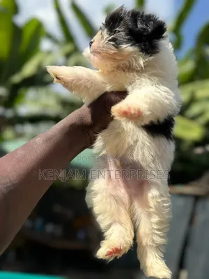 1-3 months Male Purebred Havanese