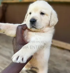 1-3 months Male Purebred Labrador Retriever