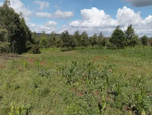 Ndeiya Limuru 50*100 Plots