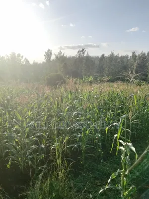 1.6 Acres on Sale at Sabasaba -Kenol