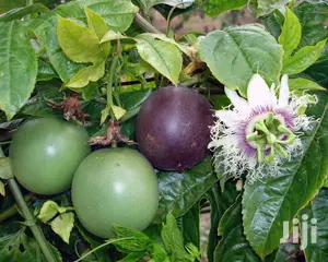 Hass Ovacado, Mangos And Passion Fruits