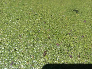Duckweed (Lemna Minor)