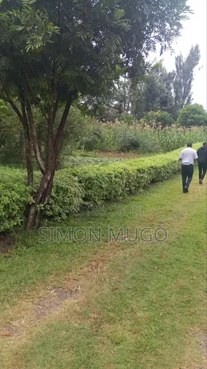 Safari Park Thome 1/2 Acre Ready Title Quick Sale 42 Millions
