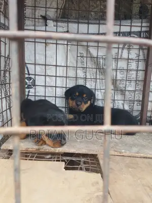 1-3 months Female Purebred Rottweiler