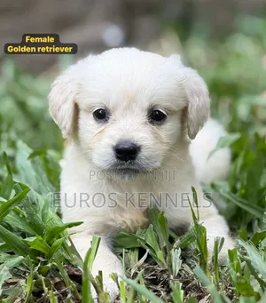 1-3 months Female Purebred Golden Retriever
