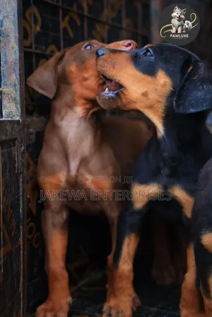1-3 months Female Purebred Doberman Pinscher
