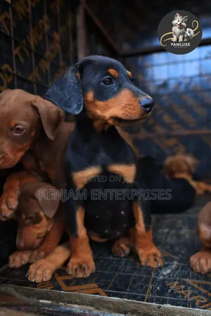 1-3 months Male Purebred Doberman Pinscher