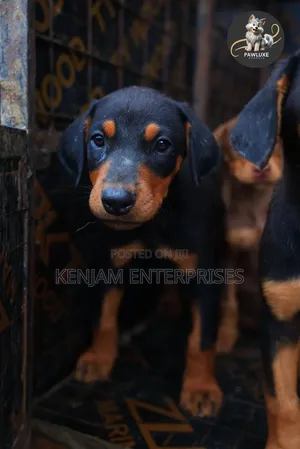 1-3 months Male Purebred Doberman Pinscher