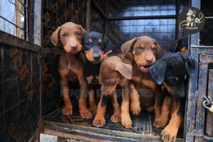 1-3 months Male Purebred Doberman Pinscher