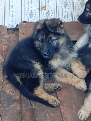 1-3 months Female Purebred German Shepherd