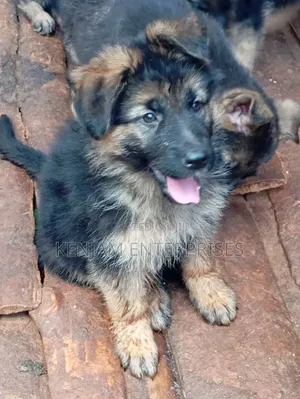1-3 months Female Purebred German Shepherd