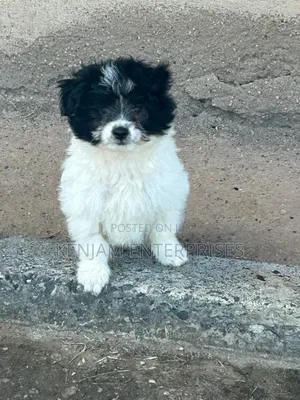 1-3 months Male Purebred Havanese