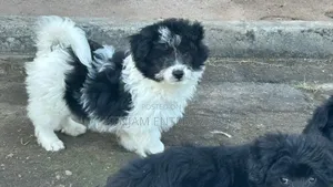 1-3 months Female Purebred Havanese