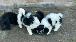 1-3 months Female Purebred Havanese