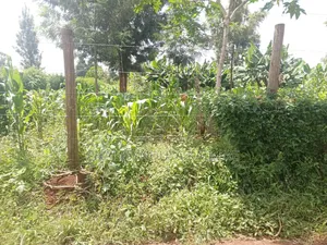 Prime,Muchatha Muongoiya Plot 42 By120 5.9