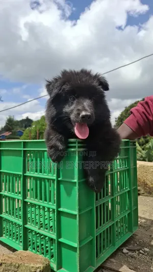 1-3 months Male Purebred German Shepherd