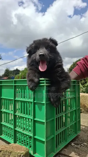 1-3 months Male Purebred German Shepherd