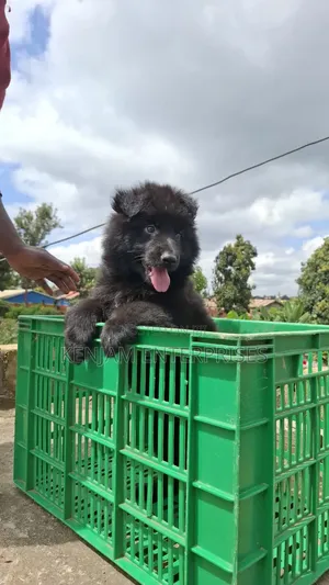 1-3 months Female Purebred German Shepherd