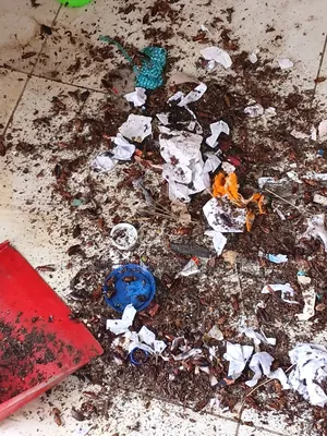Premier Pest Control And Cleaning Services