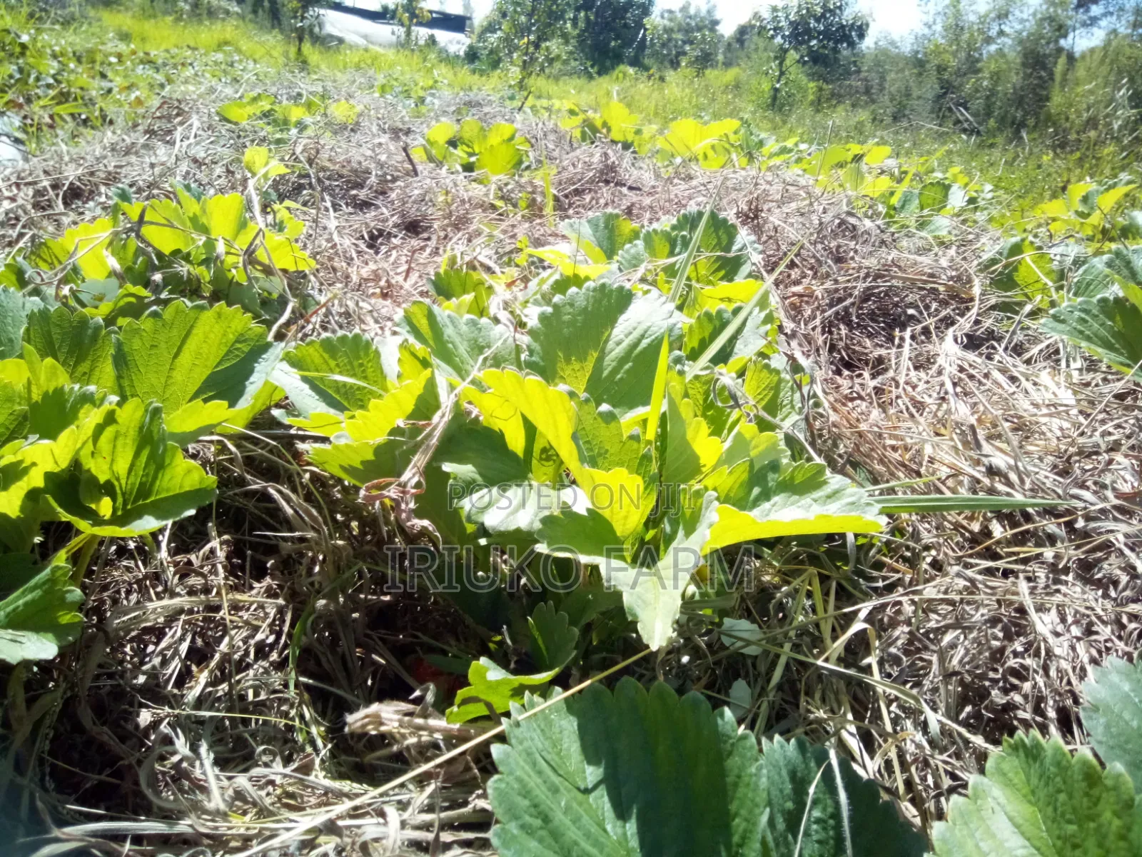 Strawberry Seedlings and Runners