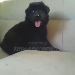 1-3 months Female Purebred German Shepherd