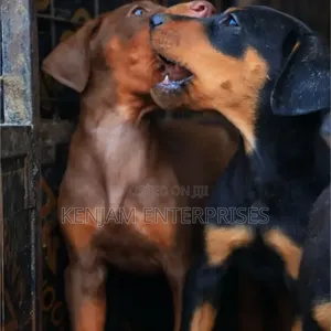 1-3 months Female Purebred Doberman Pinscher