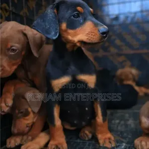 1-3 months Female Purebred Doberman Pinscher