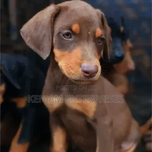 1-3 months Male Purebred Doberman Pinscher