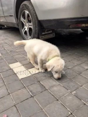 1-3 months Male Purebred Labrador Retriever