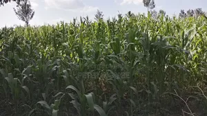 1 Acre Land at Nakuru Wanyororo a at 6m