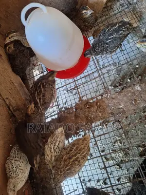 Coturnix Quails