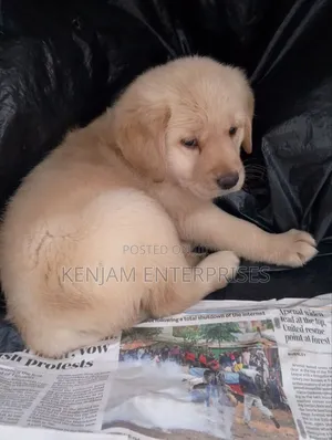 1-3 months Male Purebred Labrador Retriever