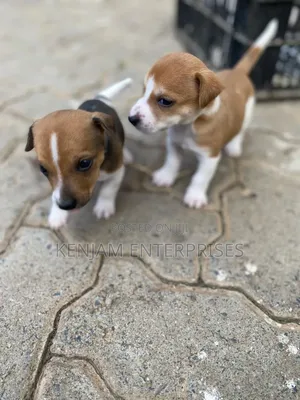 1-3 months Male Purebred Jack Russell Terrier