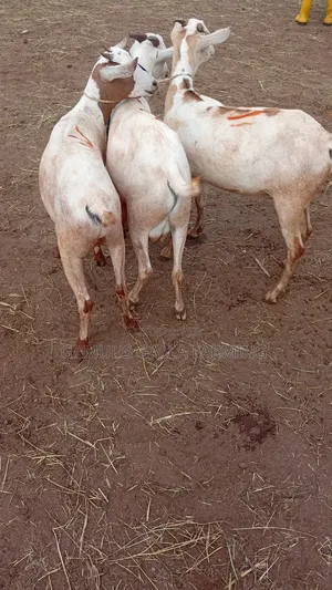 Sheeps and Galla Goats