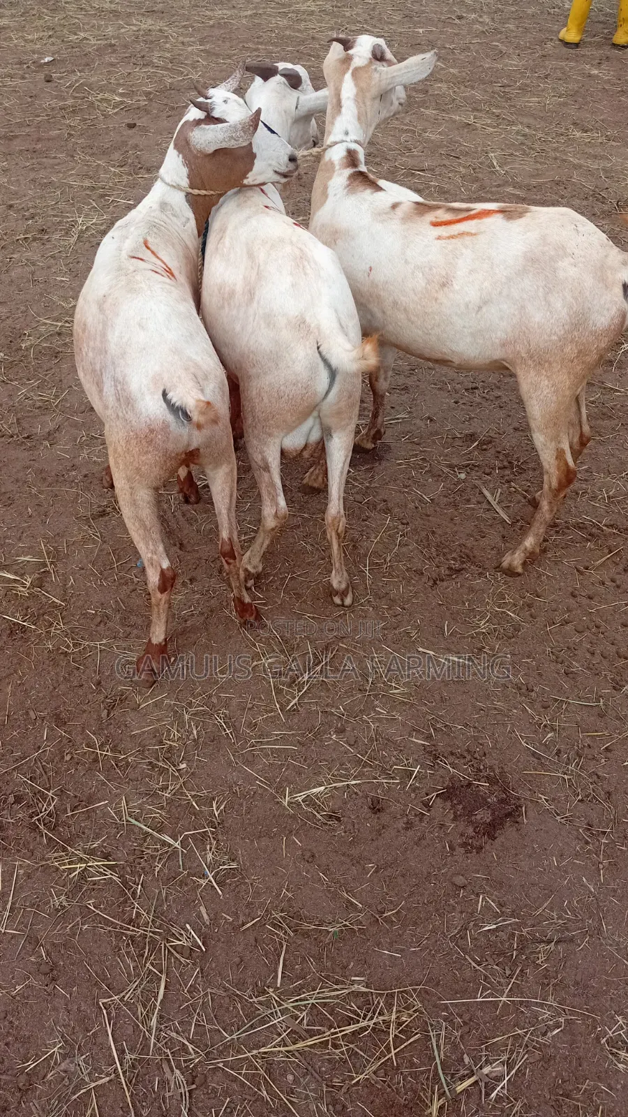 Sheeps and Galla Goats