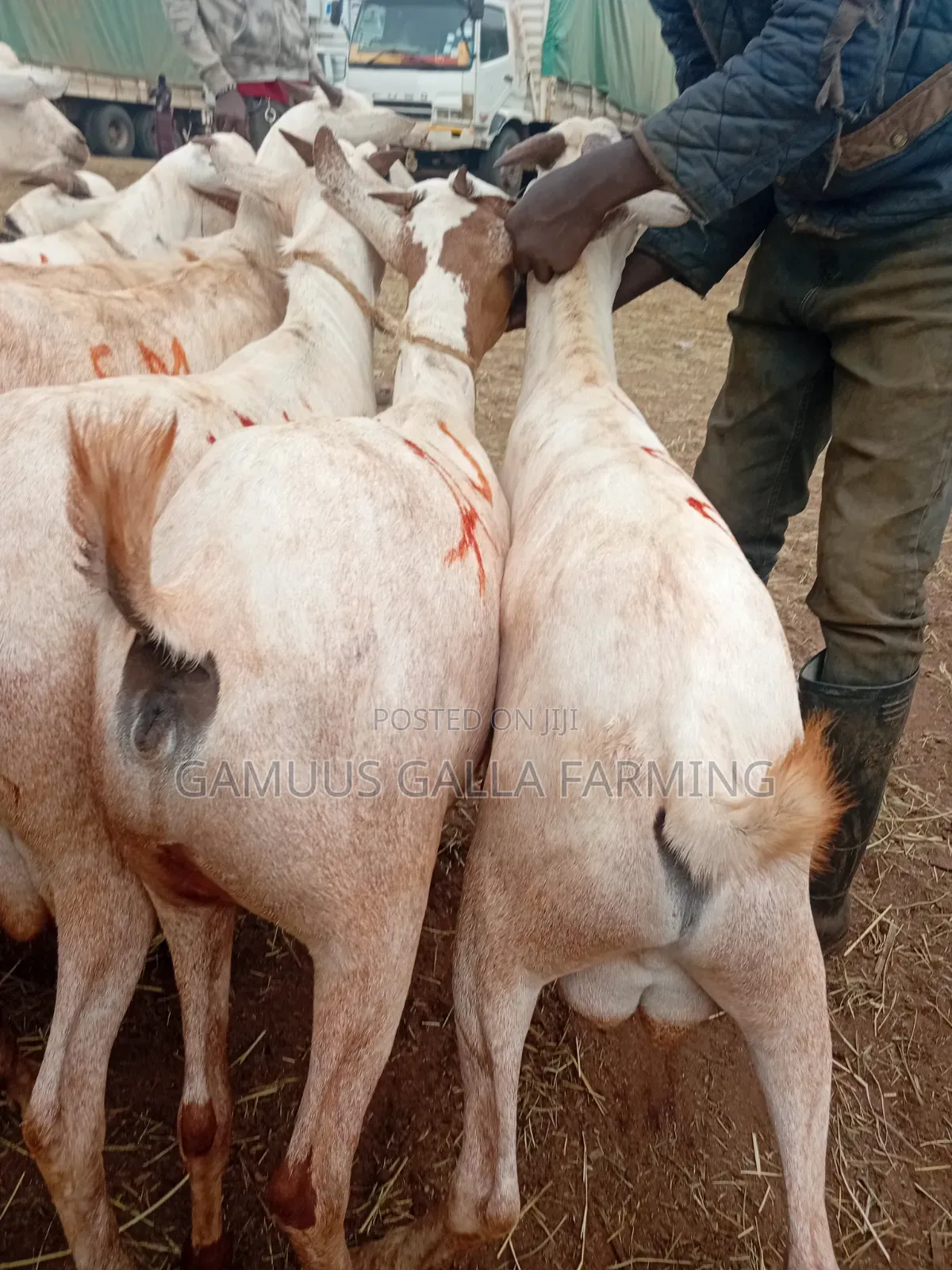 Sheeps and Galla Goats