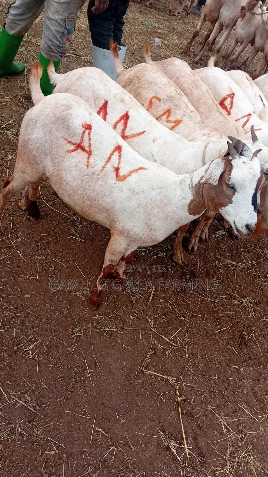 Sheeps and Galla Goats