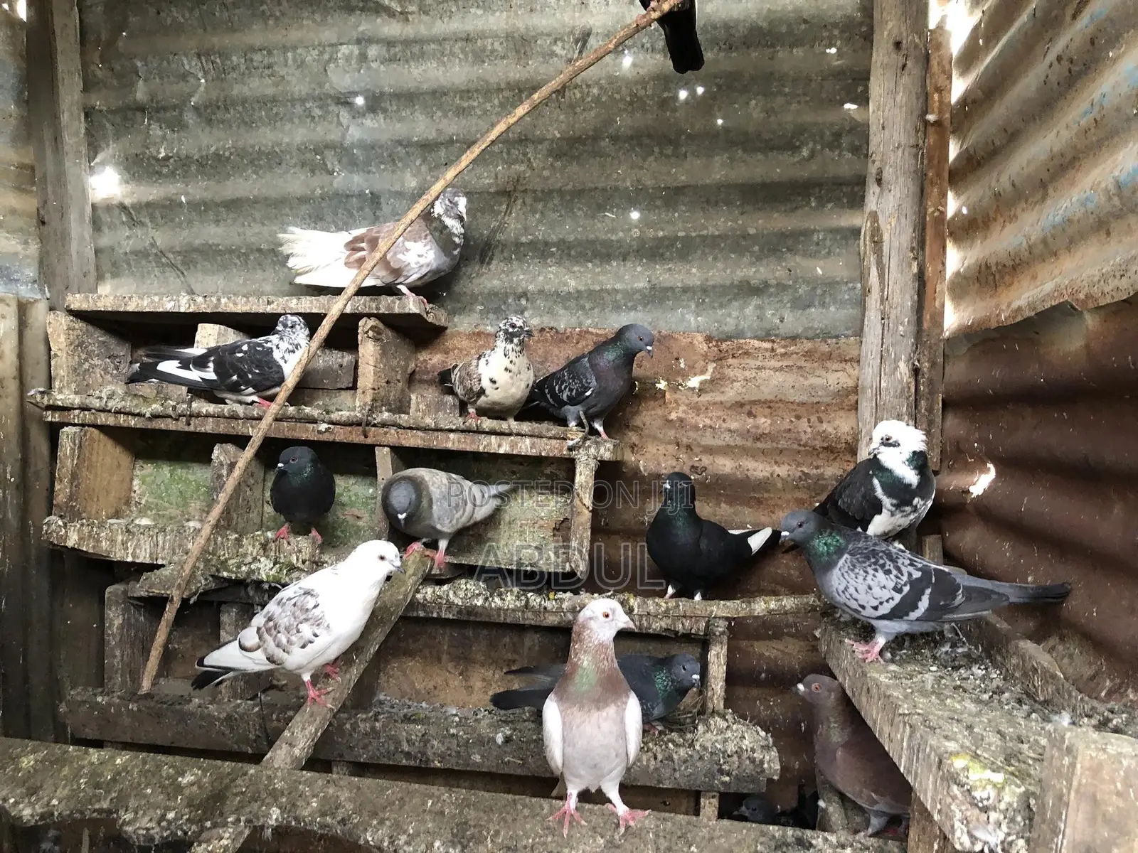 Dove Selling