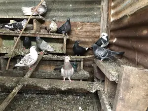 Dove Selling
