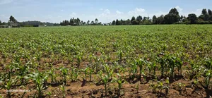 5 Acres for Sale in Illuoa Eldoret