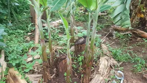 Young Banana Plantain Suckers Offshoots That Grow From the Rhizome