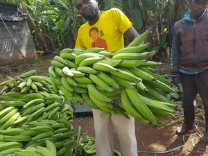 Banana Plantain Suckers Including Musa Basjoo and Similar Varieties