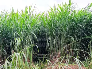Super Napier Grass Pakchong 2 Node Cuttings for Sale- 10,000 Cuttings