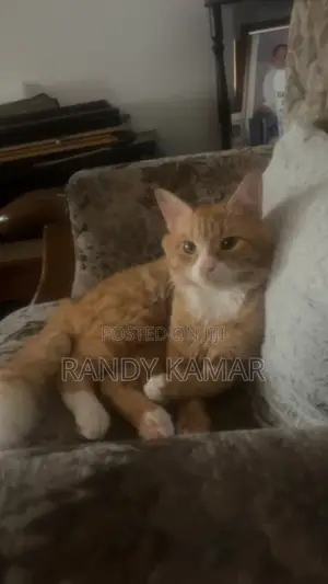 6-12 months Male Mixed Breed Tabby