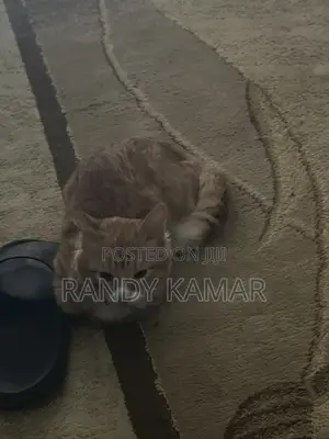 6-12 months Male Mixed Breed Tabby