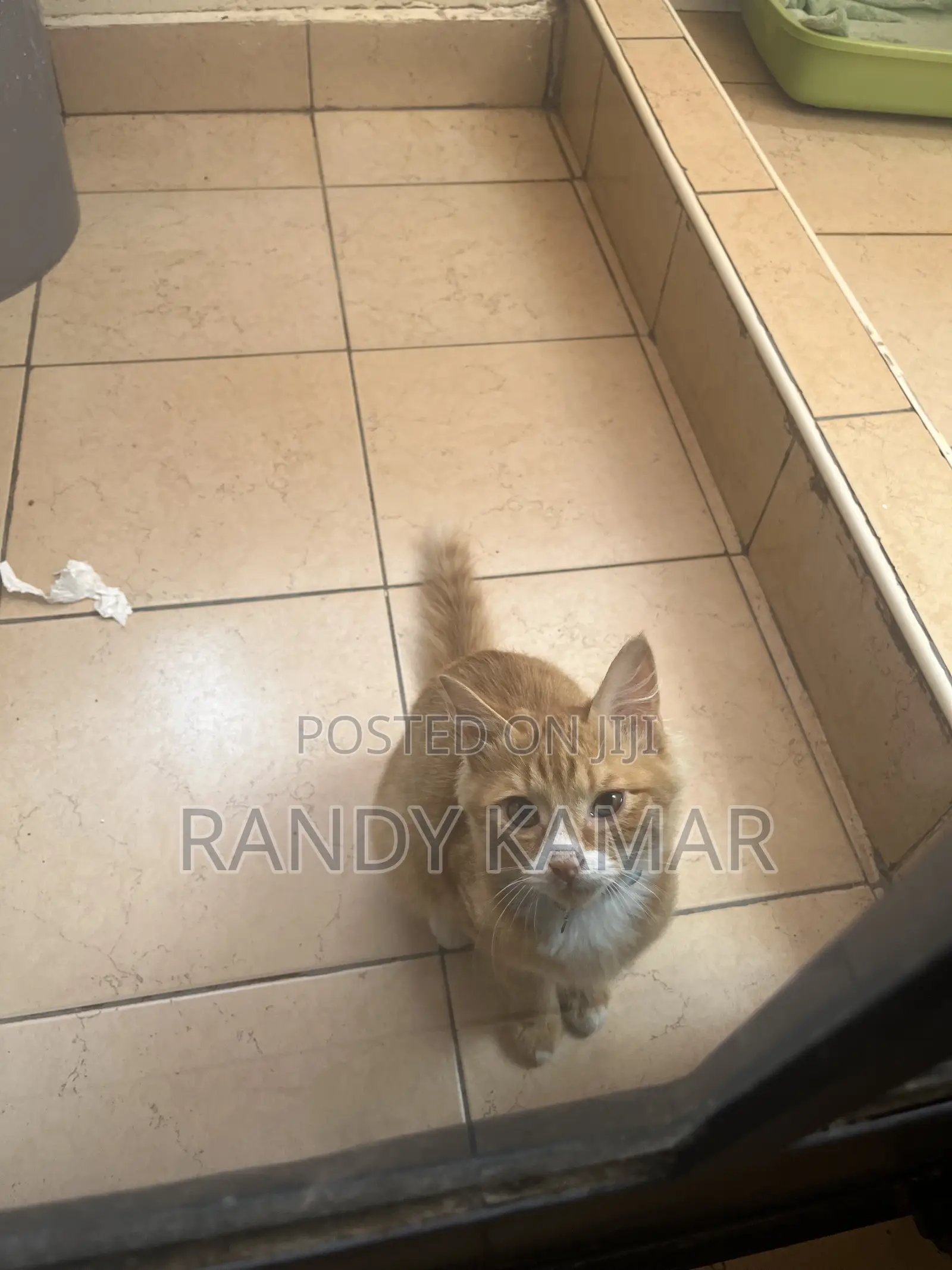 6-12 months Male Mixed Breed Tabby