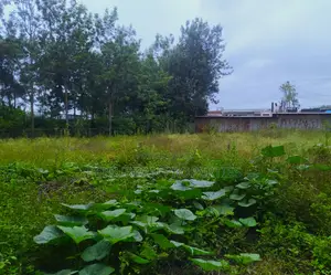 Prime 1/4 Acre Plot of Land in the Grown Rimpa Town!!