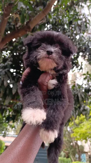 1-3 months Male Purebred Havanese